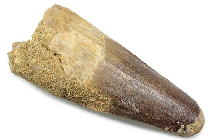 Fossil Spinosaurus Tooth - Feeding Worn Tip #381100